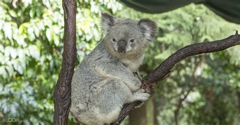 Koala Park Sanctuary In West Pennant Hills Pest Control Surry Hills NSW