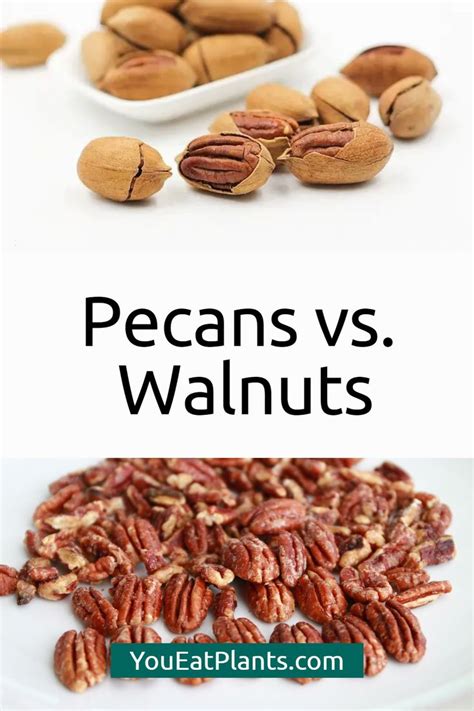 Pecans Vs Walnuts Taste Nutrition Benefits And More In 2023 Pecan Nutrition Walnuts