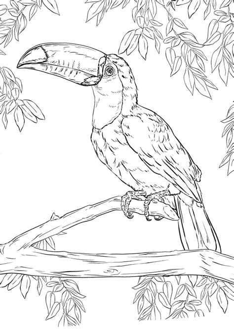 toucan coloring pages    print