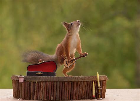 Red Squirrel Playing Guitar Photograph By Geert Weggen Fine Art America