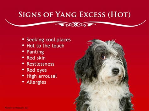 How to choose a good name for your pet. Feeding Your Pet from the Perspective of Chinese Medicine ...
