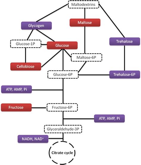 Reprogramming Of The Carbohydrate Metabolism In Tumor Cells Under