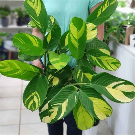 It has gained the royal horticultural society's award of garden merit as a subtropical hothouse ornamental. How magnificent are these ctenanthe lubbersiana 'golden ...