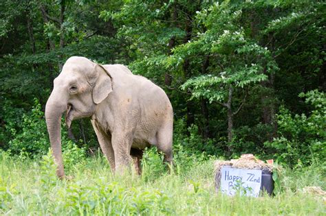 Elephant Sanctuary In Tn Celebrates 25 Years Home To Third Oldest