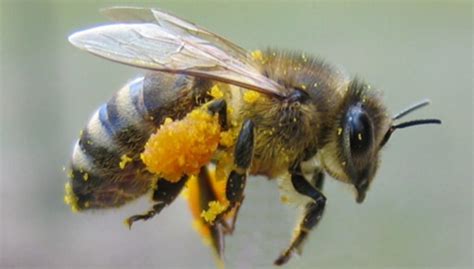 Bei einer guten durchlüftung sind die ausscheidungen von hornissen nicht gefährlich für die bausubstanz, nur wenn die fäkalien der insekten sehr feucht bleiben können sie schäden an. Bildervortrag: Bienen, Hummeln, Wespen und Hornissen im ...