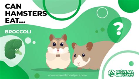 A small sprig of broccoli. Can Hamsters Eat Broccoli? - We're All About Pets