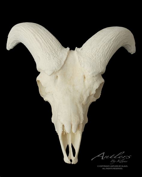 Big Horn Sheep Skull Antlers By Klaus