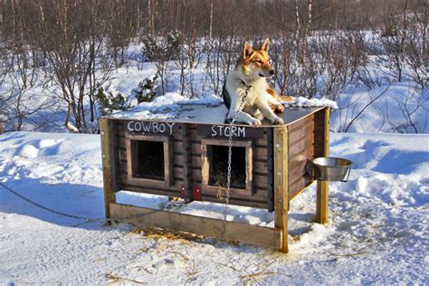 Dog Sledding In Norway