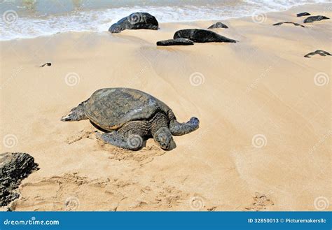 Hawaii Green Sea Turtles Editorial Stock Photo Image Of Vacation