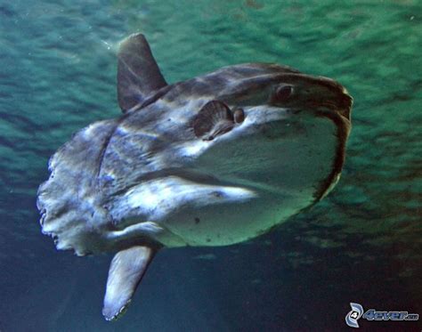 Mola „mühlstein) gilt als einer der schwersten knochenfische der welt. Mondfisch