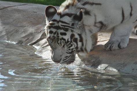 Tiger Drinking Water Wallpapers Top Free Tiger Drinking Water