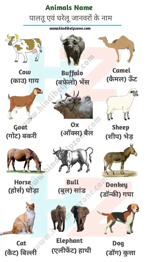 All Animals Name List In Hindi And English जानवरों पशुओं के नाम