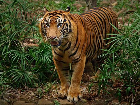 Pelatihan Advokasi Upaya Lindungi Harimau Sumatera Mimbar Rakyat