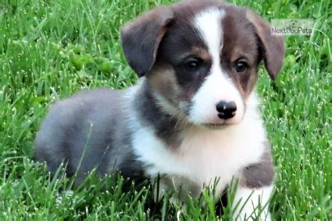 Corgi in dogs & puppies for rehoming in canada. Deuce: Corgi puppy for sale near Denver, Colorado. | 186d6fd5-5bf1