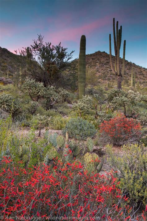 Desert Wildflowers Tucson Arizona Photos By Ron Niebrugge