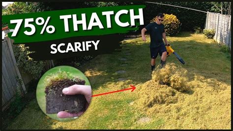 How To Scarify A Lawn Before And After Youtube