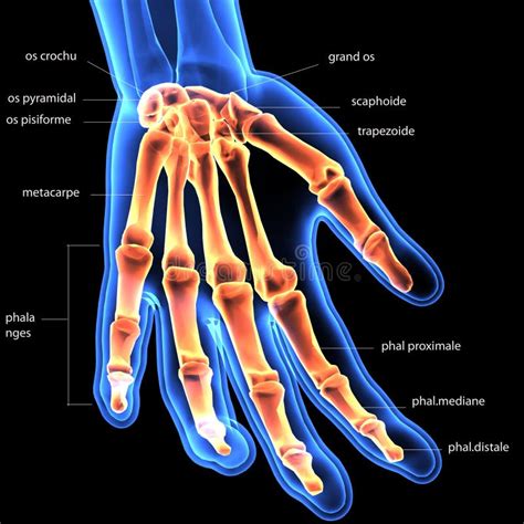 3d Illustration Of Skeleton Hand Bone Anatomy Stock Illustration