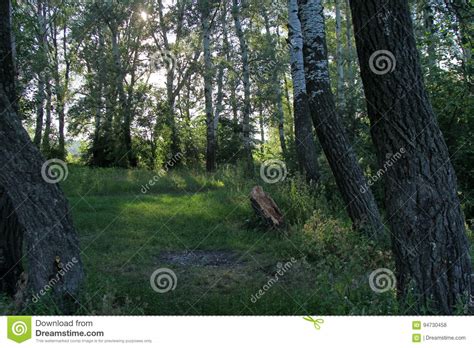 Nature Stock Photo Image Of Ukrainian Meadow Deciduous 94730458