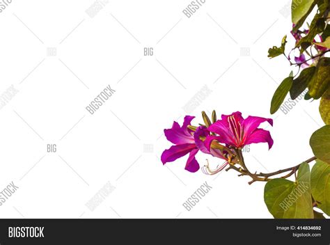 Blooming Pink Bauhinia Image And Photo Free Trial Bigstock