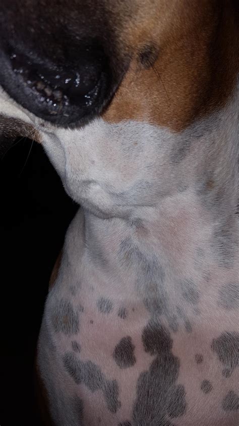 My Boxer Has A Lump Under His Neck And I Would Like To Know What It