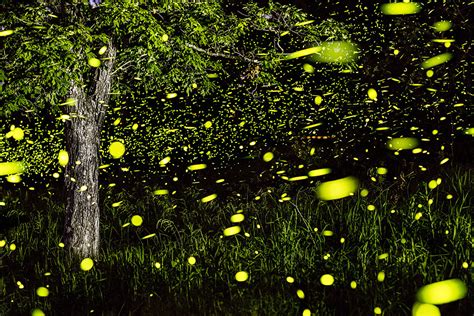 Magical Long Exposure Firefly Pictures By Vincent Brady