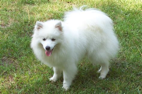 American Eskimo Dog Pictures Diet Breeding Life Cycle Facts