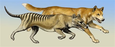Dingoes Didn't Run Tasmanian Tigers Out of Australia | Live Science