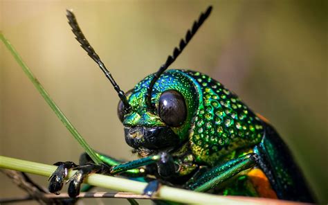 Des Insectes Vieux De 99 Millions Dannées Comme Vous Ne Les Avez