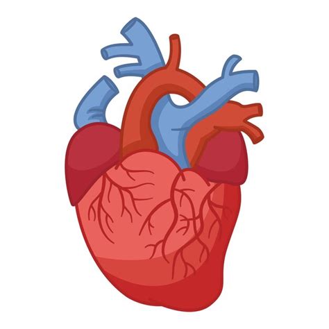 인간 심장 의 해부학 프리미엄 벡터