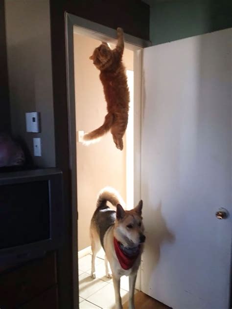 33 Pictures That Prove Cats Are Ninjas