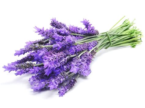5 Healing Uses For Lavender