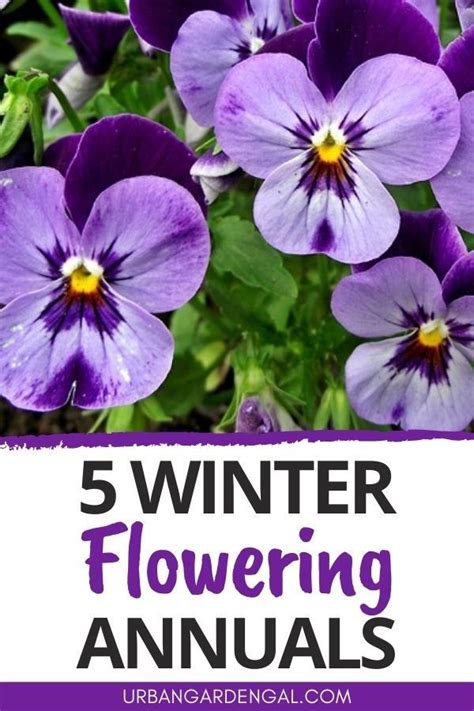 5 Winter Flowering Annuals Small Flowering Plants Winter Flowers
