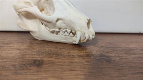 Real Raccoon Dog Skull Raccoon Skull With Jaw E020321 Etsy