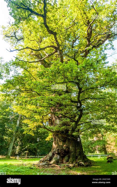Common Oak Pedunculate Oak English Oak Quercus Robur Quercus