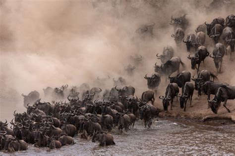 Majestic Photos Of Wildebeest Migration In Kenya New York Post