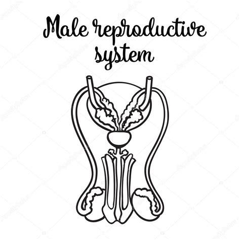 Uterus Coloring Outline Coloring Pages