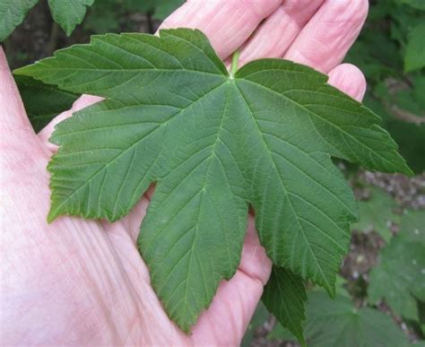 Sycamore Tree Guide Uk Sycamore Tree Identification