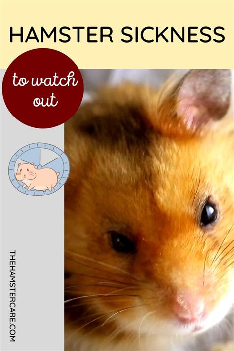 Common Hamster Illness Hamster Diseases Symptoms And Remedies Video