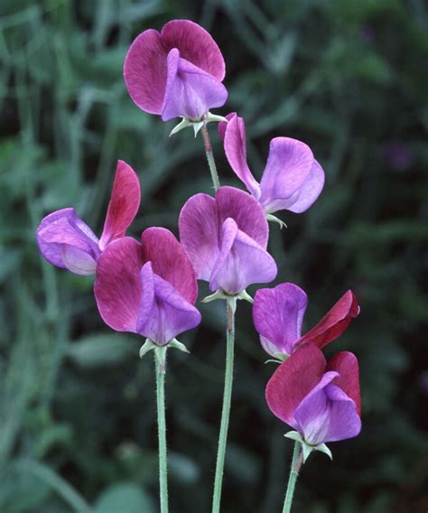 Growing Sweet Peas In The South Finegardening