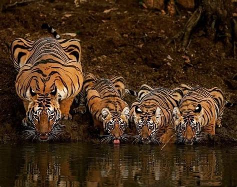 Psbattle Mama Tiger And Her Cubs Photoshopbattles