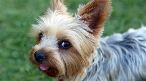 Teacup Yorkies Miniature Micro And Toy Yorkshire Terriers Breed Info