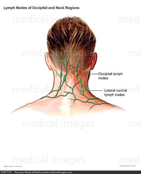 Stock Image Illustration Of The Lymph Nodes In The Occipital Region