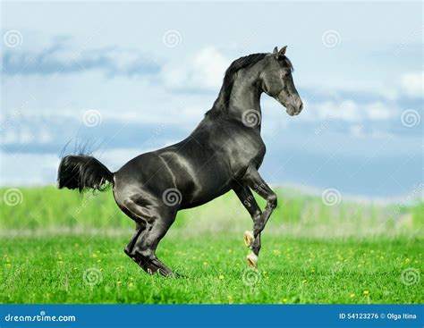 Black Arabian Stallion Rearing In Summer Field Free Stock Photo Image