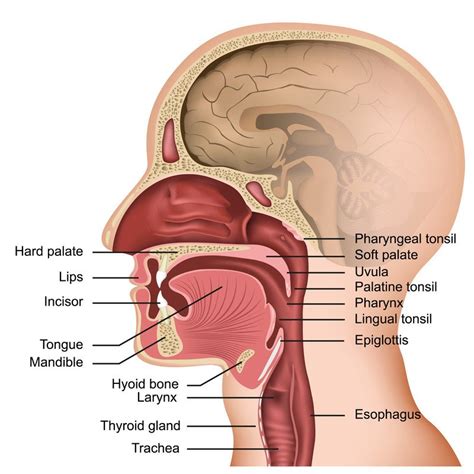 Anatomy Throat Glands