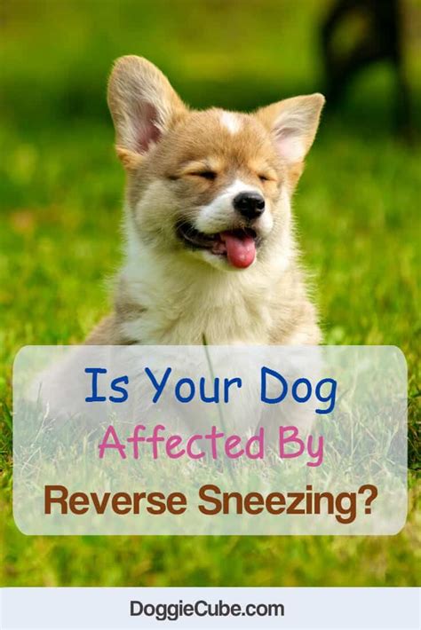 Dog Breeds Little Best Dog Breeds Reverse Sneezing In Dogs Working