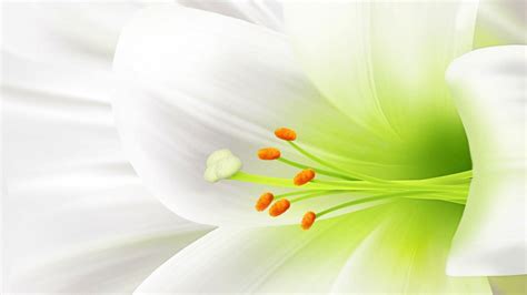 White Flower Wallpapers Wallpaper Cave