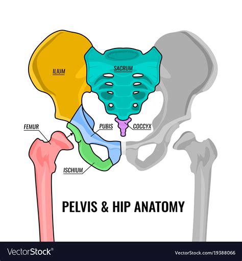 Pelvic Anatomy Normal Anatomy And Physiology Of The Female Pelvis