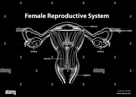 Female Reproductive System Vector Illustration Stock Vector Image And Art Alamy