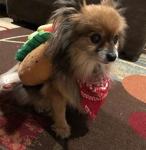 14 Funny Pictures Proving That Pomeranians Are Too Cute In Any