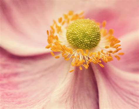 Close Up Of Flower Photograph By Jody Trappe Photography